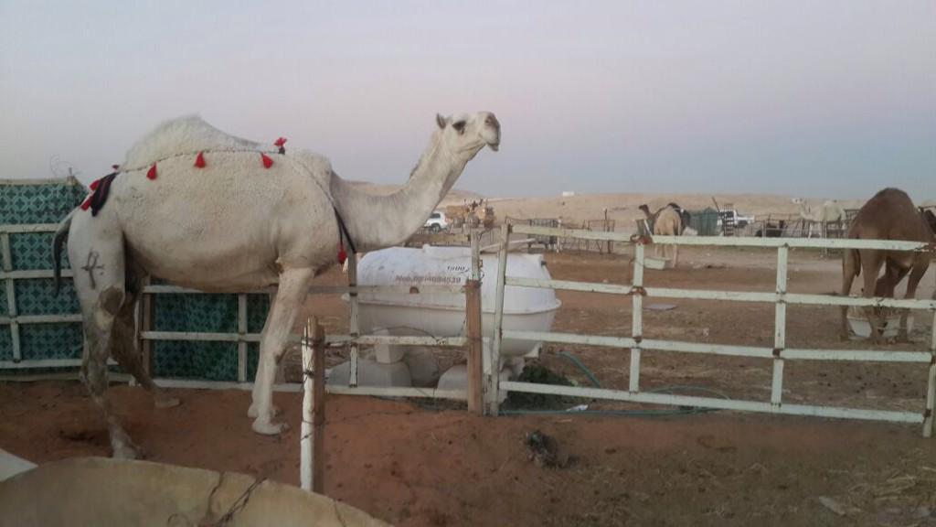 19Sub's tweet image. @com_abl @werssf22 خلفة وضحا كفو الكفو تحتها قعود جوال ٠٥٥٧٧٨٠٦٦٣