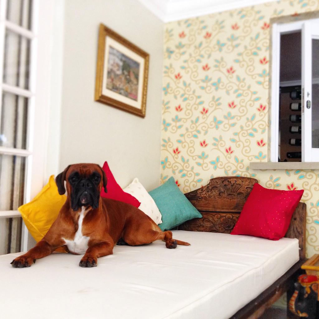 Zeus_DOD's tweet photo. Thanks for the #ValentinesDay gift mum 😍 #MyOwnDaYBed Now #DogBed http://t.co/hwYFjEp5Hb