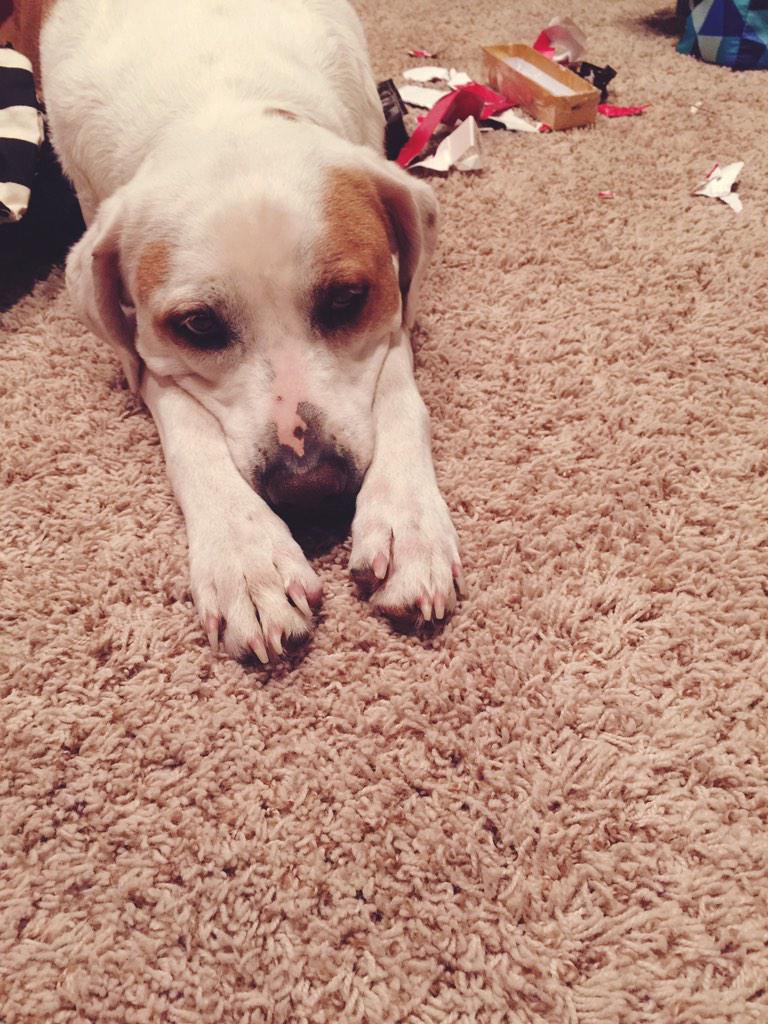 MargauxEleanor's tweet photo. This is the face of guilt. No truffles for my Valentine this year! :/ #trufflegate http://t.co/GK4E0AJukt