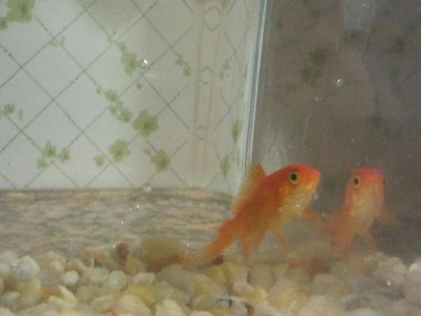 Jajajaja en esta me han cogido mi perfil bueno :D