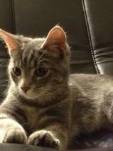 JoseeConrad's tweet photo. @1015_The_Hawk HELP, Cat missing on the St.F.X Campus in fenced-in, contruction area .no collar on. call Chad 237-8269 http://t.co/o5YiGBAz