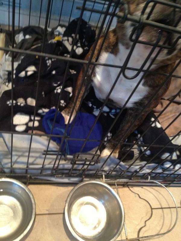 AshJeff22's tweet image. Love it when your hat gets given to a dog in a cage and it rips it up... Now I'm going to fweeeeeze :( #youkeepit
