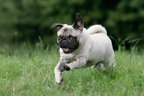 lonewolf9130's tweet photo. @KorrinMcNeil Its a good morning pug! http://t.co/4nPUJhlo