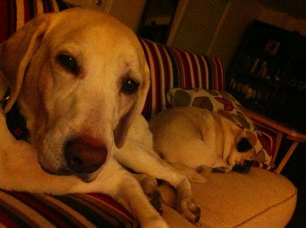 RonSansone's tweet image. #SearchLab &amp;amp; #PPCpug are irritable. This week has gone to the dogs.