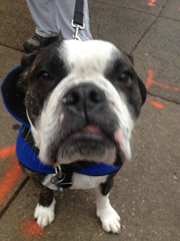 Rittenhound's tweet photo. Frankie the awesome #EnglishBulldog/#BostonTerrier mix! Love him. http://t.co/8aMjxVME