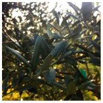 Photo by Red Ridge Farms (@OregonOliveMill)