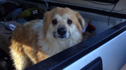 <a href="/WTHRcom/">WTHR.com</a> <a href="/PurrfectFriends/">PurrfectFriendsCincy</a>  This dog ran away. If you spot her, call Animal Control at 327-1397.