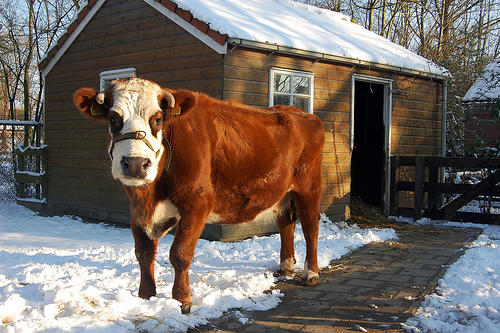 Ook oude dames genieten voorzichtig van de sneeuw! #blaarkop