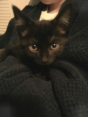 ChaseRochon's tweet photo. My new kitten #adorable http://t.co/wawvGn28