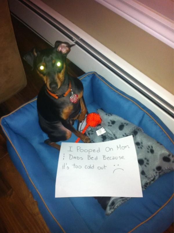 SullyTheMinPin's tweet photo. Mom says I'm in trouble..... #dogshaming http://t.co/k9bKLEVN