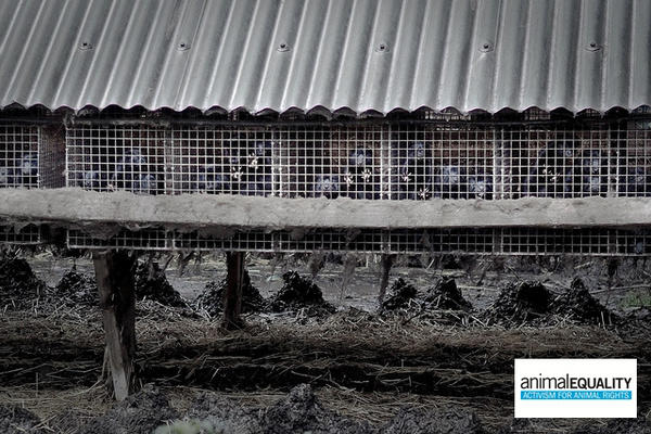 animalkorea's tweet photo. 철장 안 밍크가 보이시나요? 밍크모피의 대부분은 농장에서 사육된 밍크로부터 생산된 것입니다. 이 안에서 밍크는 좋아하는 수영을 할 수도, 물고기도 잡을 수 없습니다. http://t.co/dKdEdpII