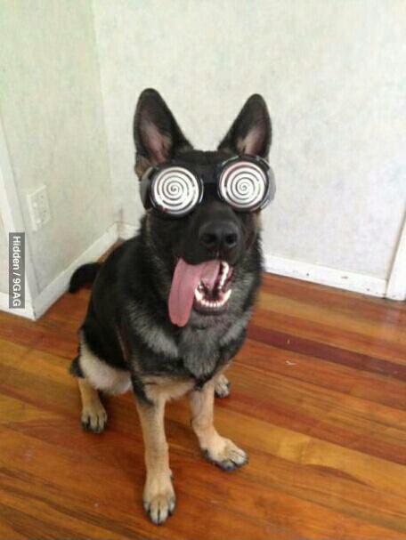 FotoFunNL's tweet photo. Stoere hond hoor http://t.co/KAiHLxhV