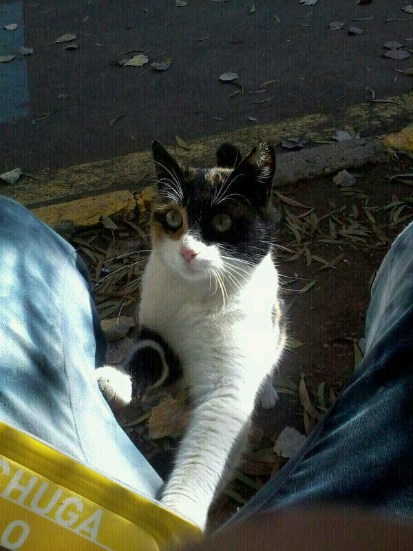 protectoracr's tweet photo. ¿Quieres ser casa de acogida temportal de esta gatita? Va a ser adoptada y necesita recuperarse de la castración. http://t.co/QB0a82l2