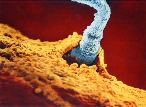 Похожее изображение