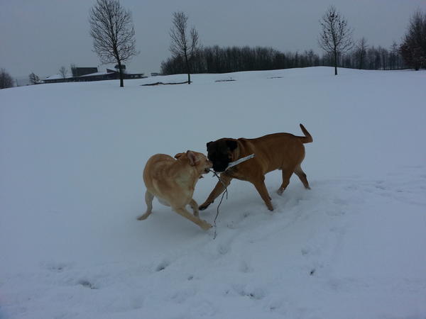 Friends op de golfbaan