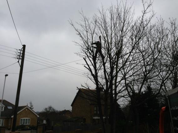 tributetrees's tweet image. 