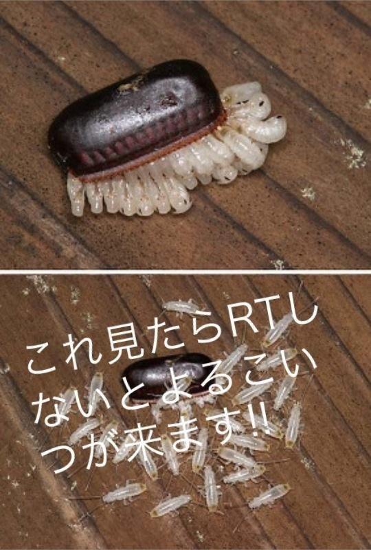 1217_takamina's tweet photo. ＃ゴキブリ食べれない人 http://t.co/dbqdRA8j
