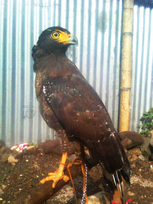 99 Gambar Burung Elang Ular Bido HD