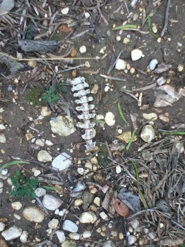 ayalanator's tweet photo. Saw this when I went running the other day #gross #wtf http://t.co/6MDaWpnf