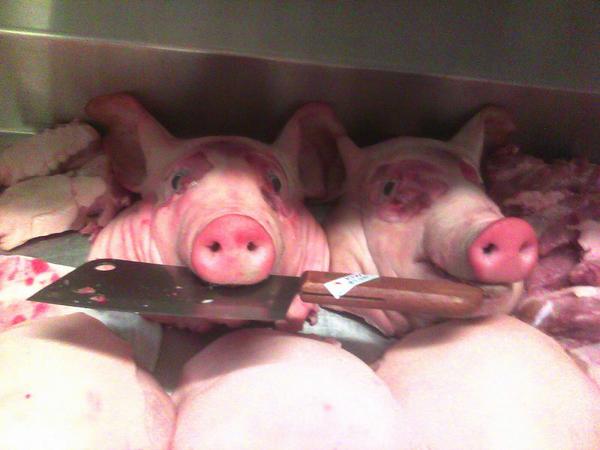 ChefMemesFB's tweet photo. Here piggy piggy piggy -86 http://t.co/tszIDfRE