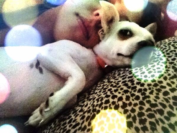 monicalenitte's tweet image. Asi amanecio ella #RubyMarie 🐶