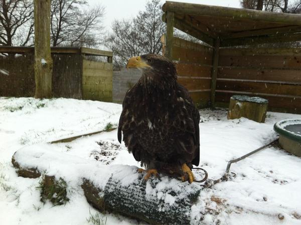 gauntletbop's tweet photo. Holly the Bald Eagle enjoying the snow http://t.co/fYoFDRDJ