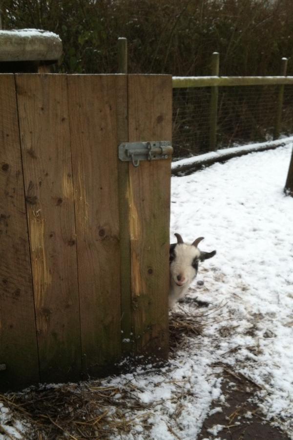 gauntletbop's tweet photo. Abit cold at the centre for this little guy today! http://t.co/Mn0kA7wP