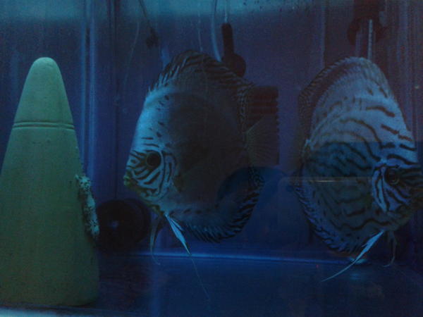 OrjinDiscus tweet picture