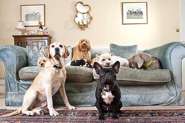 DRMountford's tweet photo. @grahnort - loads of twigs and dogs @houseofmutt but #notahippynorpregnant http://t.co/3UnKbucJ