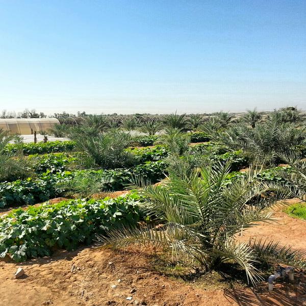 mariamfarm's tweet photo. صباح الخير http://t.co/yvEGOo8V