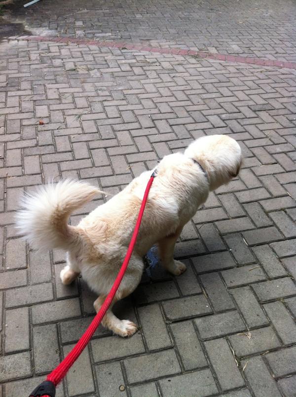 DOLLARSAMARINDA's tweet photo. <3 cute RT "@Poconggg: Anjing normal mah kencing angkat 1 kaki, dia malah posisi push up. Nggak ngerti lagi: http://t.co/hMNhQprP"