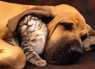 hayasdogs's tweet photo. Who else is having a lazy Saturday morning? http://t.co/aGntgfjB