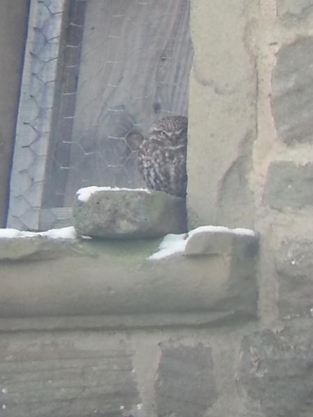 jonnybirder's tweet image. I'm being watched ! #patchworking