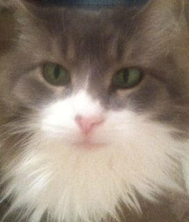 BowWowzerZ's tweet photo. Fargo Friend Needs help finding a lost cat Emma is long hair Grey &amp; Shy she is loved &amp; needs meds REWARD please retweet http://t.co/tkCnMF0C