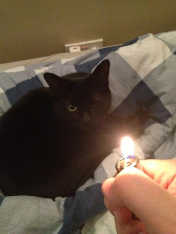 Dr_Gordon_PhD's tweet photo. #sacrificeforbieber I WIL burn dis cat in d name ov d Bieber gods #cut4bieber #bubba http://t.co/CmYgNwiy