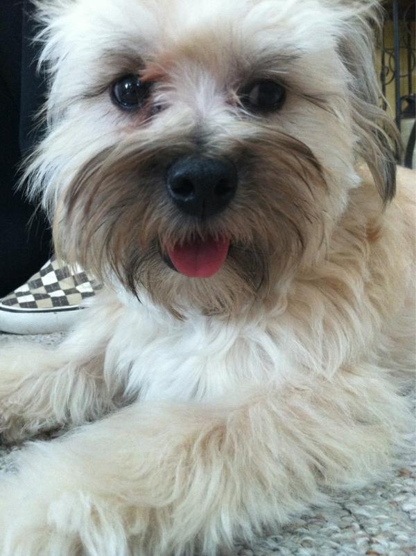SabrinaAnnLynn's tweet photo. For those asking, here's my crazy adorable pupperz! http://t.co/xKOdhBZF