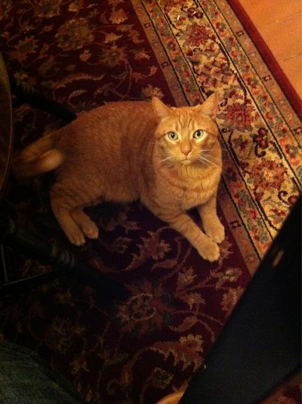 WKitties's tweet photo. This is my other baby, Butters ❤ http://t.co/INqt5gPu