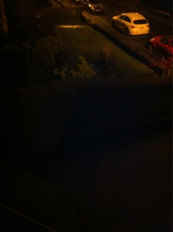 hollyperiJones's tweet photo. Life on the drive #chilling #cow🐮 http://t.co/Fi0Qdw8W
