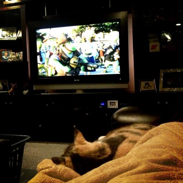 RecoveryImage's tweet image. Last night in #Ontario &amp;amp; late night #kittycuddles. 👌