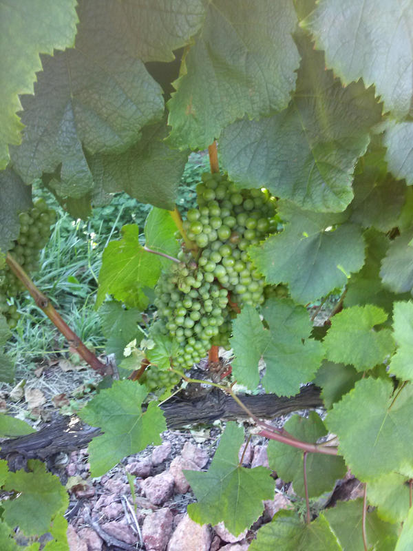 VintageTrade's tweet photo. Found an amazing Tannat in Uruguay.  Coming soon http://t.co/eHRiD2Jb