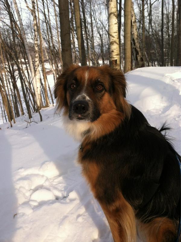 Just another walk on the trail with my pal! #morningwalk #buddy #snowytrails