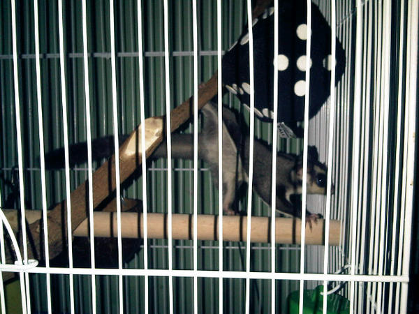 portkeys's tweet photo. @sir_cep Cepet pulang michiko majikan mu menunggu @apitzzound http://t.co/feHQL97K