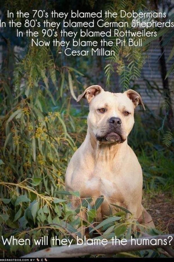 kojo1995's tweet image. Blame humans NOT the dogs!! #RT #blameyourself #harmless