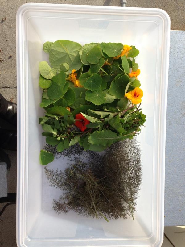 Nasturtium and bronze fennel still going strong
