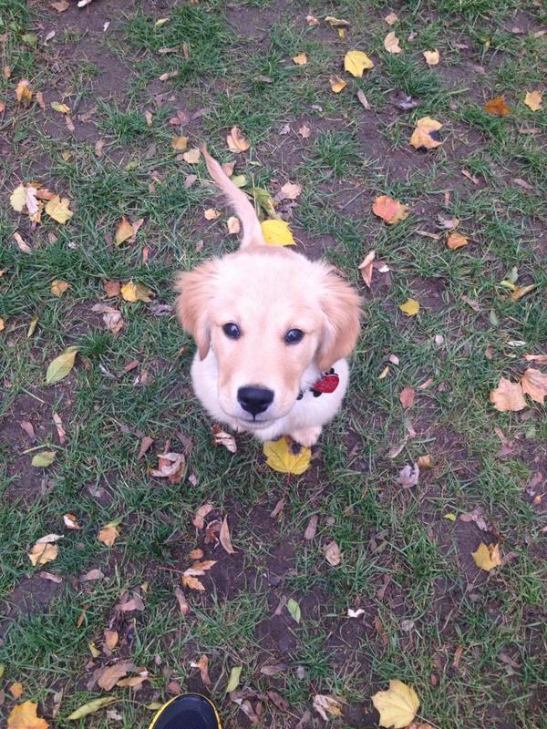 MikeHol_'s tweet photo. The best pup in the world :D #goldenretriever #goldensrock #puppylove http://t.co/bdoU7mWy