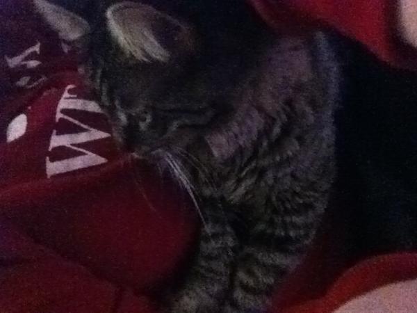 ashkassh's tweet photo. I love when my cats cuddle with me (: http://t.co/VCOFzs3g
