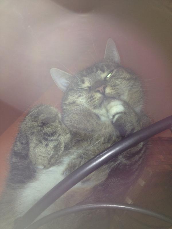 howellssally1's tweet photo. @sophiehowells http://t.co/cdkl7dPH