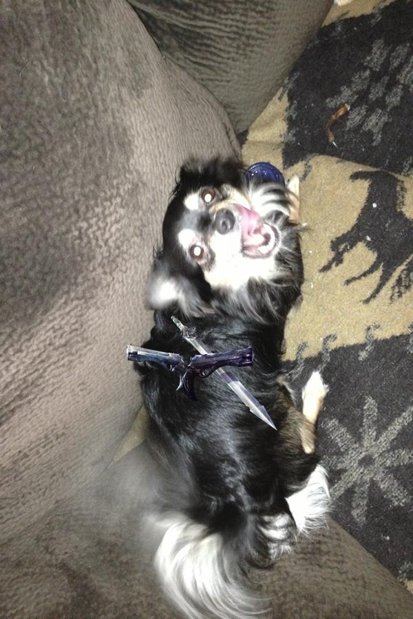 Tim_oh's tweet image. Dante as a dog lol #DmC #EyeOfDante theorderblog.net