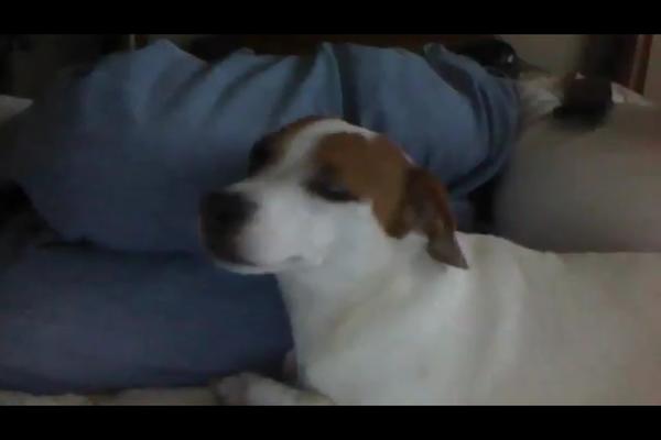 My dog in my youtube video this is how he poses sleepy time style