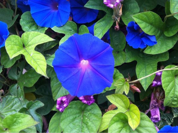 lorntt tweet picture
